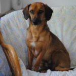 Heinrich | Tierheim Gelnhausen