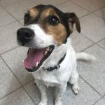 Spot | Tierheim Gelnhausen