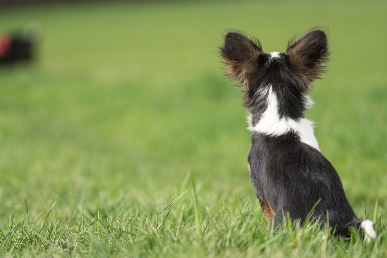 Hunde Notfälle Tierheim Gelnhausen