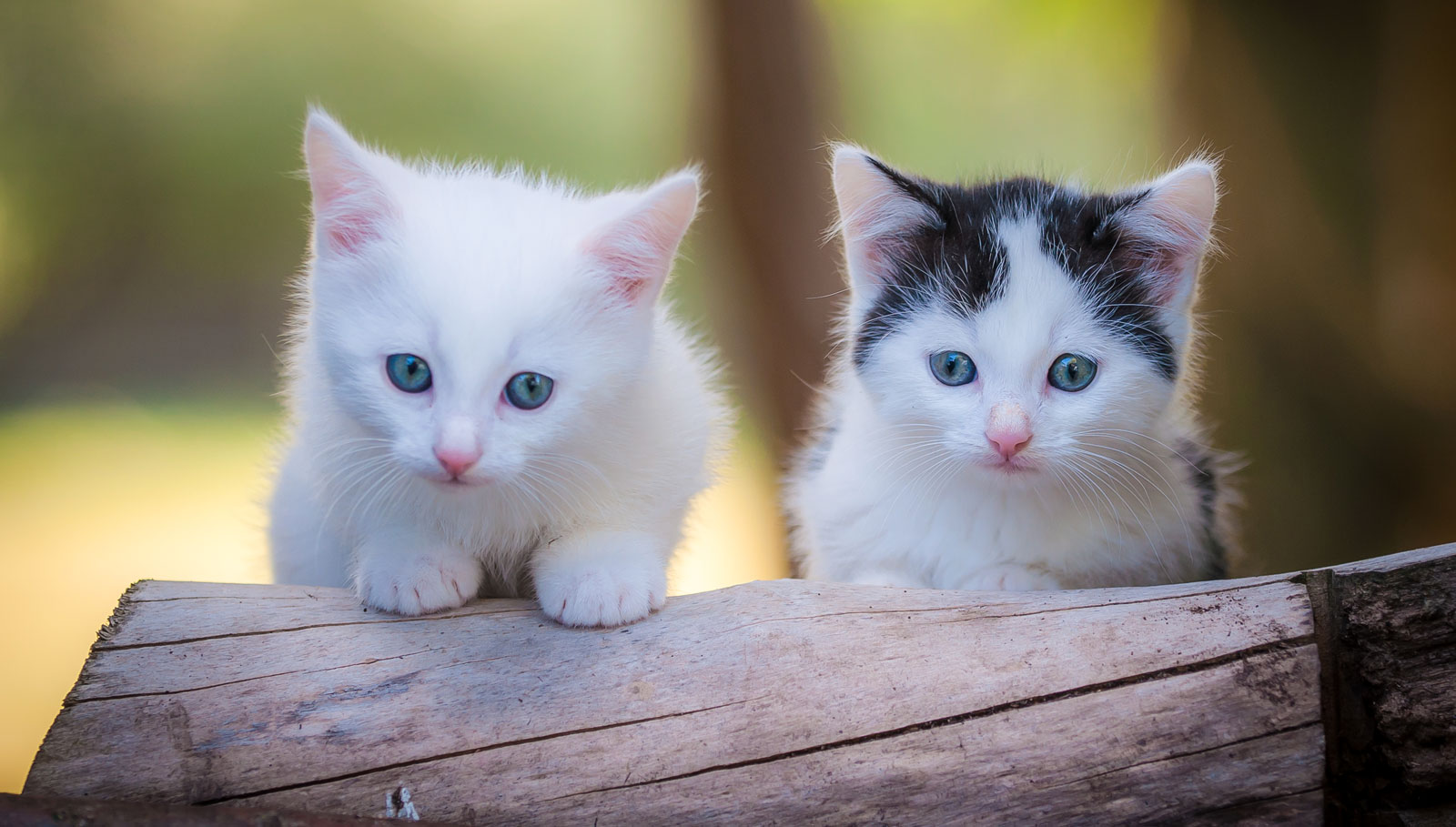 Tierheim Gelnhausen | Katzen