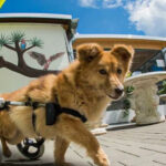 Tierheimbotschafterin Schnecke