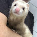 Frettchen sind seltene Gäste