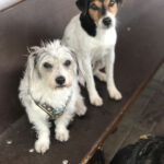 Ex-Insassen Spot und Gollo