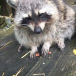 Waschis haben immer Hunger