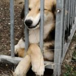 Kuriose Legemöglichkeiten trifft man bei uns häufig an