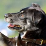 Unser vermittelter Toni konnte soooo schön betteln