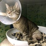 Dieser Kater hatte einen Autounfall, seine Operation kostete 300 Euro. Es hat sich gelohnt, denn er hat ein tolles Zuhause gefunden!