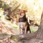 Schoki (Foto: Sandra Zittlau)