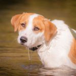 Roy (Foto: Sandra Zittlau)