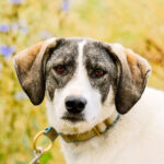 Semira (Foto: Sandra Zittlau)