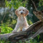 Yoshi (Foto: Sandra Zittlau)