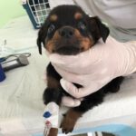 Ares wurde mit 4 Wochen aus Italien nach Deutschland geschmuggelt, er hat es nur knapp überlebt