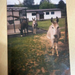 Gal_Anfaenge_0000_Eselgruppe