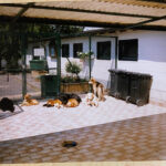 Gal_Anfaenge_0009_rudelhof