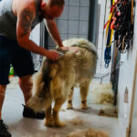 Fellpflege- ein haariges Thema für manche Hunde