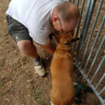 Die  Hunde lieben Handwerker