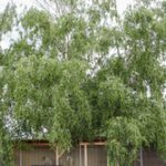 Tags gut aussehen- nachts bewachen- der Hügelzwinger BilderZum Glück