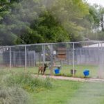 Zaunflitzer aufder Hügelwiese