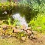 Der Teich im Frühjahr