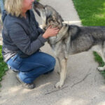 Danke, dass Du mich aufgenommen hast. Das Wolfhundmädchen bei ihrer Ankunft