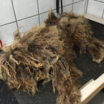 Kein seltener Anblick - Czoki war Jahre weder geschoren noch gekämmt worden.