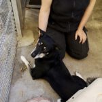 Fany von den Huskys - sie fand noch nach einem Jahr ein tolles Zuhause