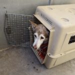 Die fünf Huskys haben ihre Besitzer durch den Tod verloren