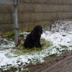 Ausgesetzt bei Eis und Schnee, ein Pudelchen, was muss in seinem Kopf vorgegangen sein?!