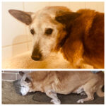 Rodi war nur kurz bei uns, er war zu krank, aber er erfuhr nocheinmal was ein echtes.liebevolles Zuhause ist