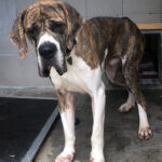 Die drei Doggen aus der Box, sie waren über Monate so eingepfercht, dass sie kaum stehen konnten