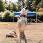 HufreuFreigerichtFest_Gal11