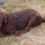 HufreuFreigerichtFest_Gal4