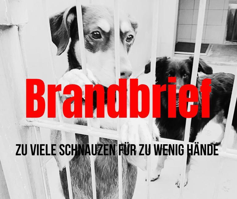 You are currently viewing Deutschlands Tierheime sind am Ende! #BrandbriefTierschutz