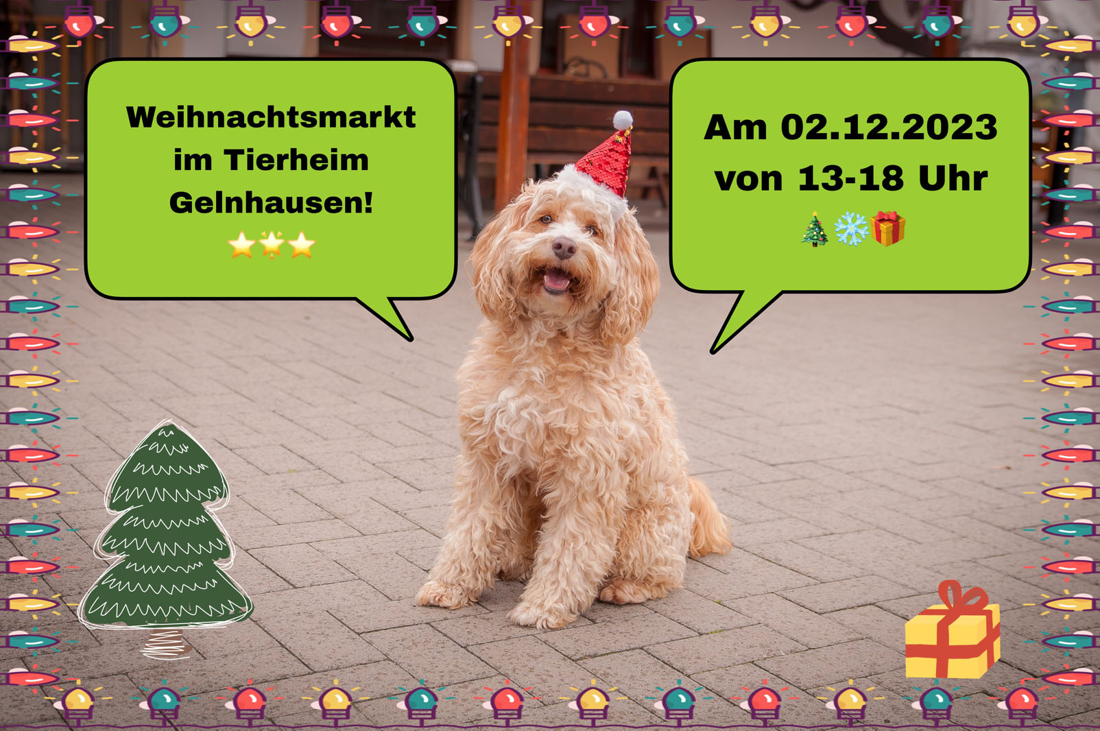 Hund Yoshi mit Glitzermütze lädt zum Weihnachtsmarkt im Tierheim Gelnhausen am 02. Dez 2023 ab 13.00. Uhr ein