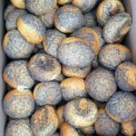 GalSommerfest24_Alexbackts