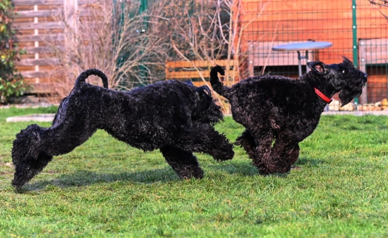 Du betrachtest gerade Veranstaltungstipp Rassepräsentation Kerry Blue Terrier 07.09.24