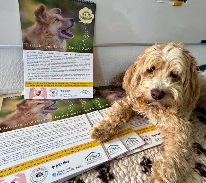 Du betrachtest gerade Jetzt wieder neu! Tierheim-Kalender 2026