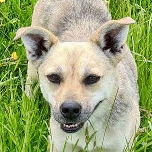 Du betrachtest gerade Linchen