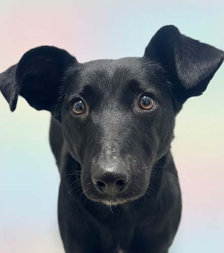 Du betrachtest gerade Eloisa