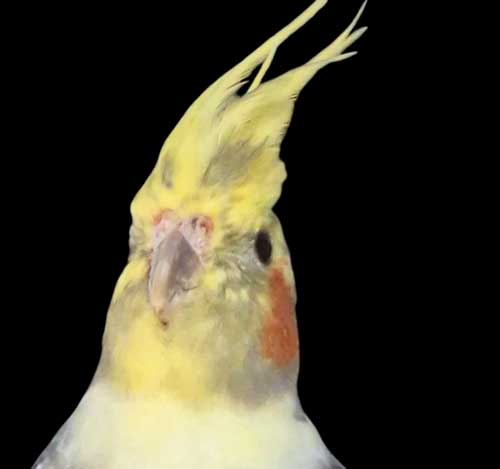 Du betrachtest gerade Justin *RESERVIERT*