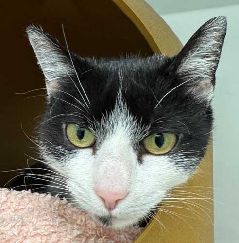 Du betrachtest gerade Cindy Crawford