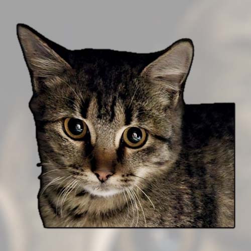 Du betrachtest gerade Pino