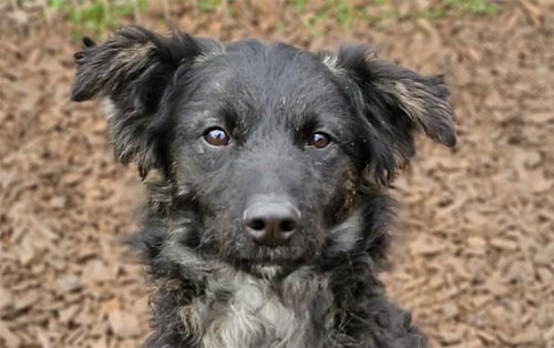 Du betrachtest gerade Mustang