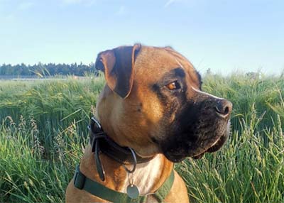 Du betrachtest gerade Ares – externe Vermittlung