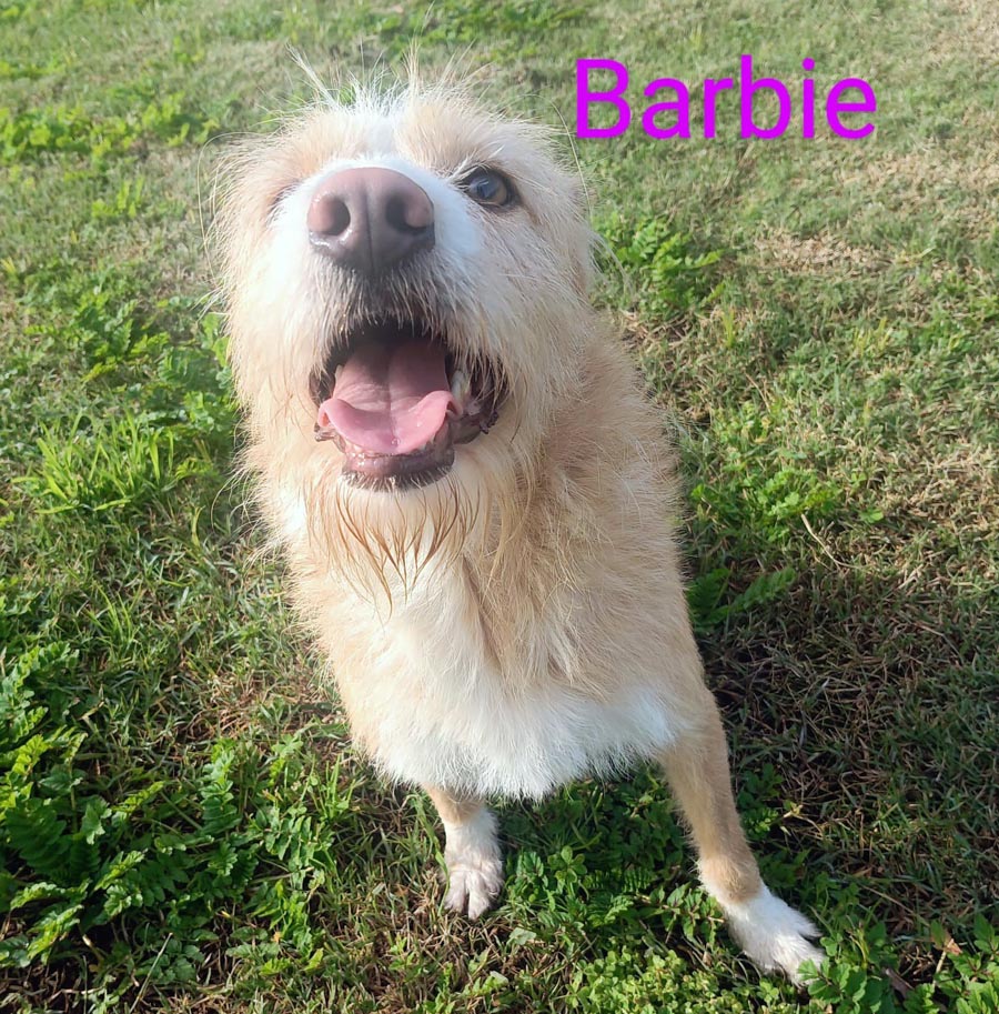 Du betrachtest gerade Barbie