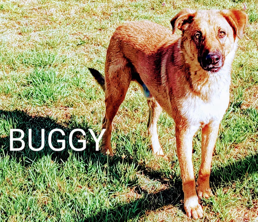 Du betrachtest gerade Buggy