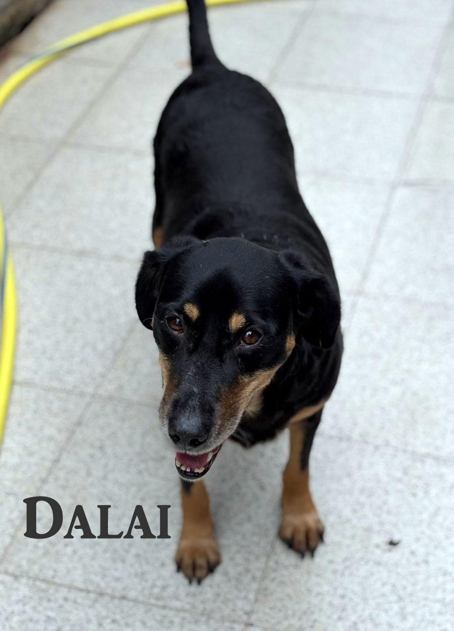 Du betrachtest gerade Dalai