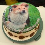 die Schnecke Jubiläumstorte - 50 Jahre Tierheim!