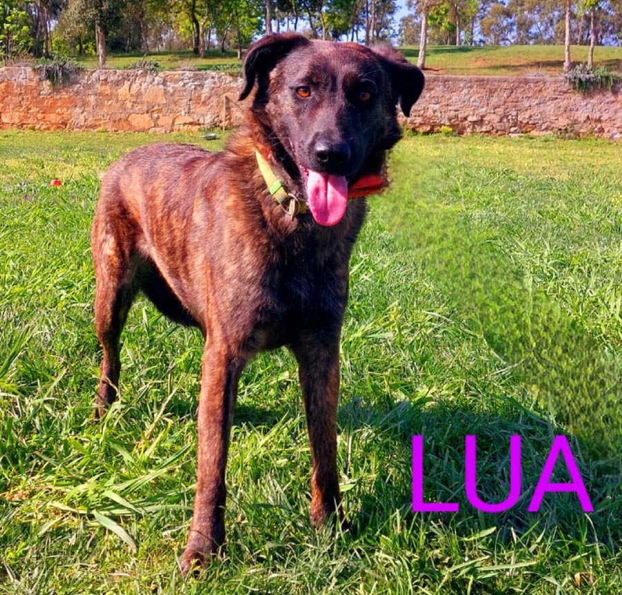 Du betrachtest gerade Lua