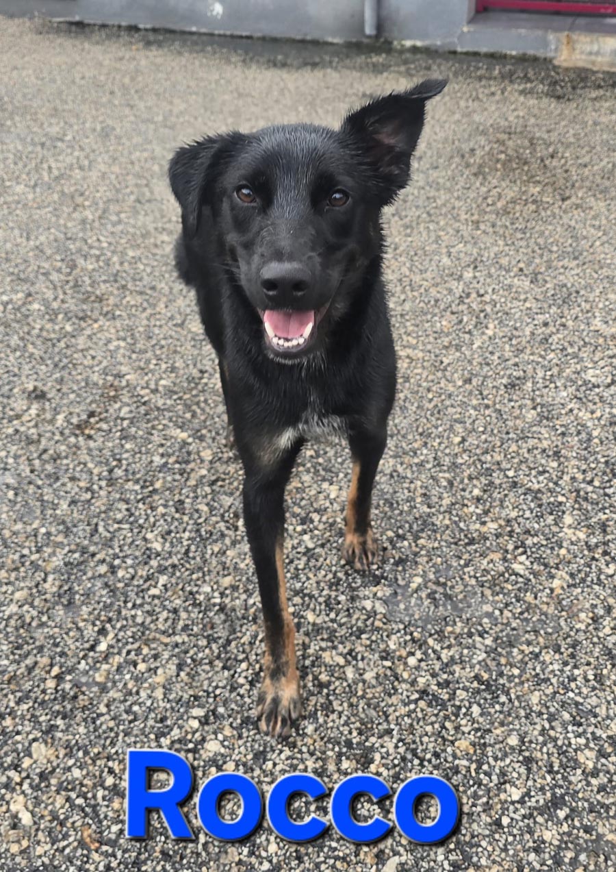 Du betrachtest gerade Rocco